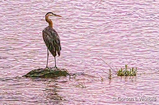 Heron In The River At Sunrise_DSCF05202.jpg - Great Blue Heron (Ardea herodias) photographed along the Rideau Canal Waterway at Smiths Falls, Ontario, Canada.